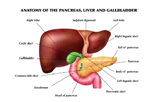 Anatomy of the Pancreas, LIver and Gallbladder